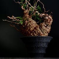 発根済 大型 二股 パキプス 01  ×  " Bark - Cylinder type - " 5号［ 作家 : 沖誠 ］笠間焼 植木鉢