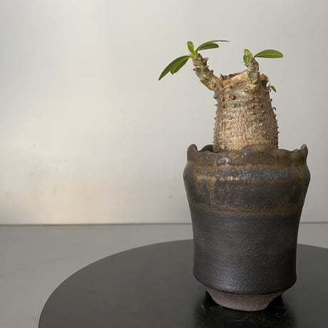 発根済 超チビ マカイエンセ 魔界玉 現地株 BG-144 × S.N.Pot - crown - 2号鉢 ［作家  "根本峻吾"］