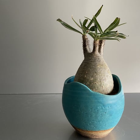卵型  Gracilius  ×  Shell pot S「Turquoise blue」 - 笠間焼 - C92
