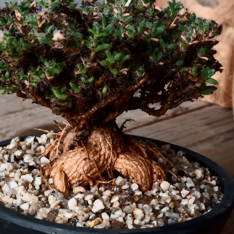 トリコディアデマ ブルボスム 姫紅小松［No.01］長谷川ナーセリー 4号