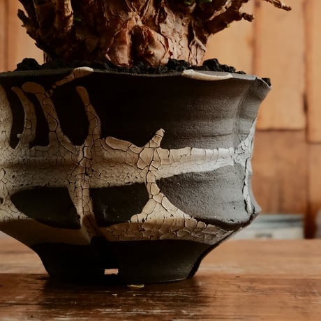 《 size L》ケラリア ピグマエア［No.102］  ×   沼野秀章 作「 black wrap 」4号 植木鉢 笠間焼