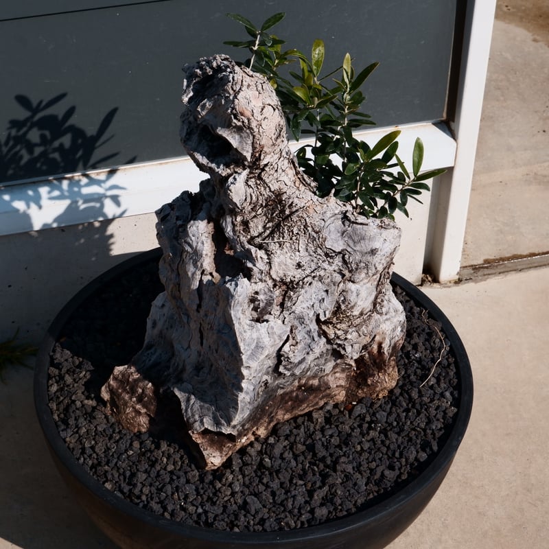 古木オリーブ　鉢植えサイズ Old Olive 古木オリーブ［No.17］× 12号皿鉢 (φ36cm) | Botani