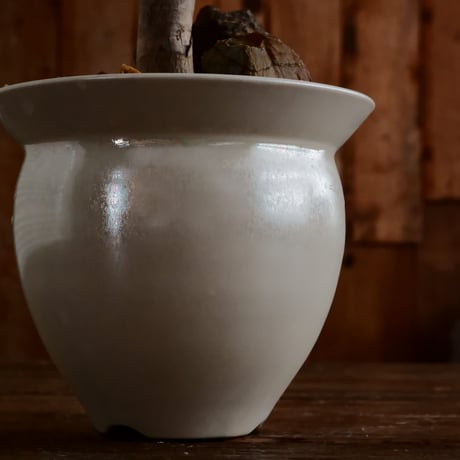 ユーフォルビア ギラウミニアナ［No.66］  ×   坂本新 作 「  LUSTER OVERGLAZE - 白虹彩 -  white pearl - 」植木鉢 笠間焼
