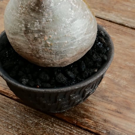 グラキリス  M - 象牙宮 - ［No.195］  ×   沼野秀章 作「 black wrap 」4号 植木鉢 笠間焼