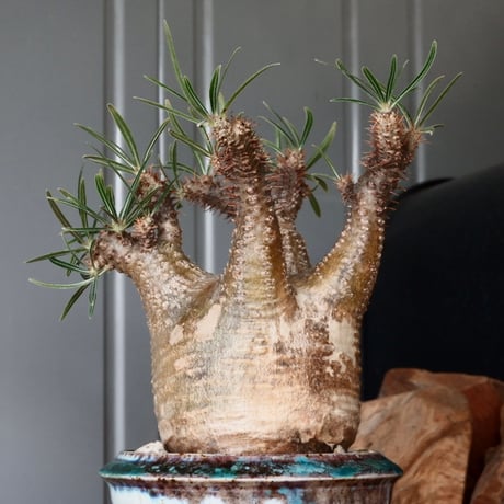 グラキリス φ7.5cm - 象牙宮 -［No.54］  × 磯部祐介 作「 彩 - sai - 」3号 植木鉢 笠間焼