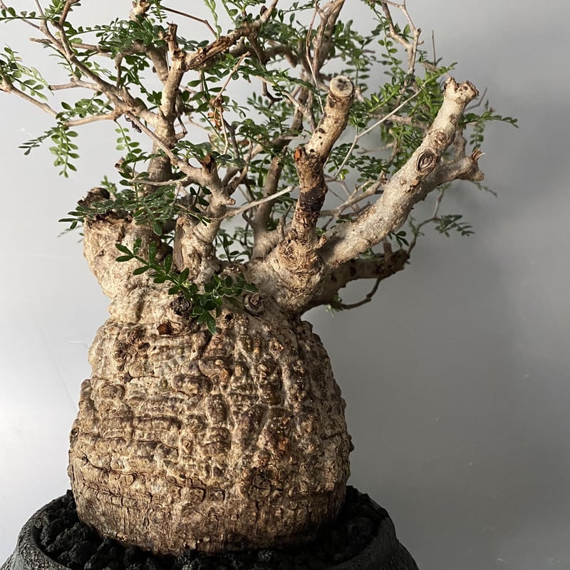 オペルクリカリア　パキプス　発根済み　カタチ制作所とのセット オペルクリカリア パキプス 発根済み カタチ制作所とのセット 発根済