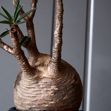 グラキリス φ9.5cm - 象牙宮-［No.47］× 坂本新 作 作品【 LUSTER BLACK 】3号 植木鉢 笠間焼