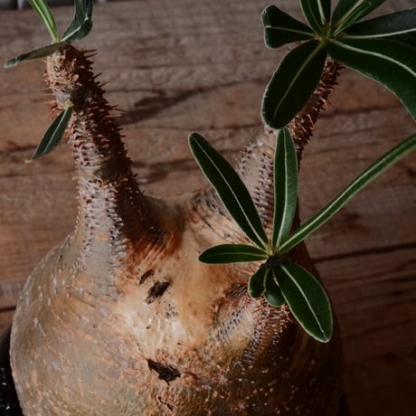 グラキリス φ10cm - 象牙宮 -［No.100］  × 磯部祐介 作「 円 - en - "闇落ち "」3.5号 植木鉢 笠間焼