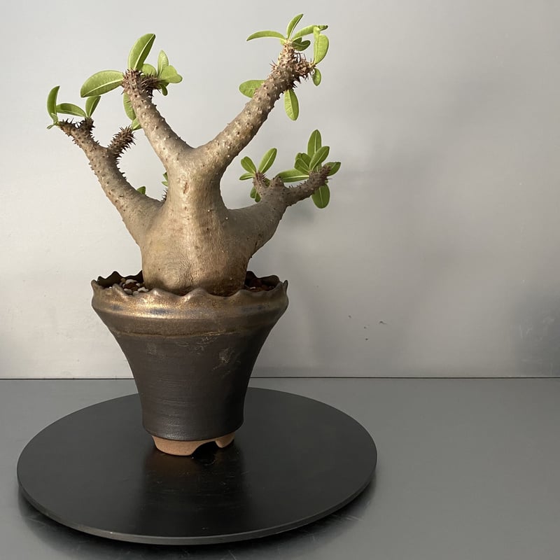 発根済 マカイエンセ 魔界玉 現地株 BG-121 × S.N.Pot - crown