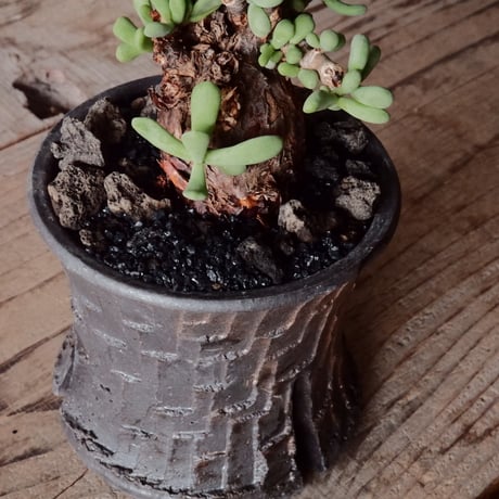 ケラリア ピグマエア 現地株 発根済 ［No.41］  ×   沼野秀章 作「 black wrap 」2.5号 植木鉢 笠間焼