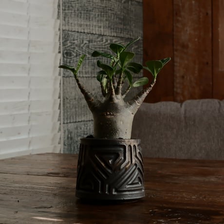 《グリコ》アデニウム アラビカム "ドワーフ " φ6.5cm［No.7］  ×  根本峻吾 作 S.N POT type.normal「 鐡 - kurogane - 」 3号  笠間焼