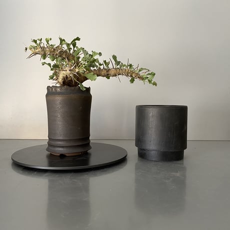 モンソニア サルコカウロン クラシカウレ 発根済 現地株 MS-02 × S.N.Pot - crown - 3号鉢