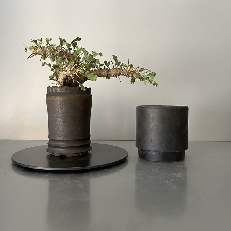 モンソニア サルコカウロン クラシカウレ 発根済 現地株 MS-02 × S.N.