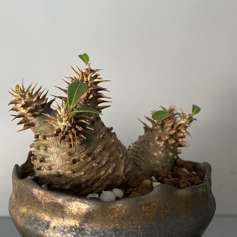 マカイエンセ　陶器鉢付き マカイエンセ 陶器鉢付き