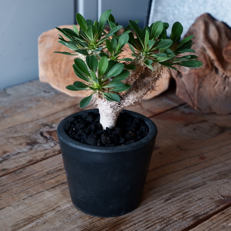 ユーフォルビア ギラウミニアナ 輸入株［No.42］ 3.5号鉢