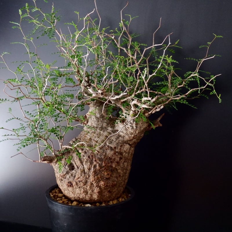 巨大 オペルクリカリア パキプス［No.12］ | Botanical Holic