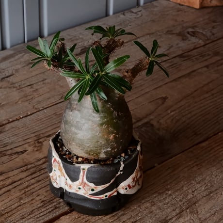 グラキリス φ8.5cm - 象牙宮 -［No.03］  ×   沼野秀章 作「 刻ム音 」3号 植木鉢 笠間焼