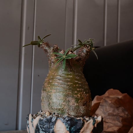 グラキリス S φ7.5cm - 象牙宮 -［No.21］  ×   森田昌求 作 「 As if Broken " TSUGIHAGI "   」 3号 植木鉢 笠間焼