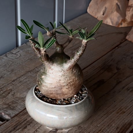 グラキリス φ9cm - 象牙宮-［No.48］× 坂本新 作 作品【 LUSTER GREY 】3号 植木鉢 笠間焼