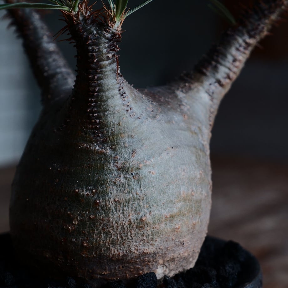 637b192bc808a4679b73dd4a
