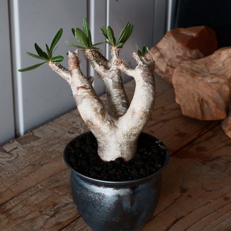 パキポディウム ブレビカリックス 輸入株［No.21］  × 坂本新 作【 LUSTER - black opal - 】 3.5号 笠間焼 植木鉢