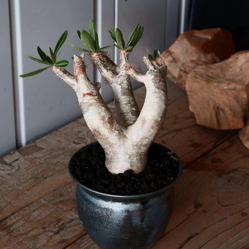 パキポディウム ブレビカリックス 輸入株［No.21］ × 坂本新 作