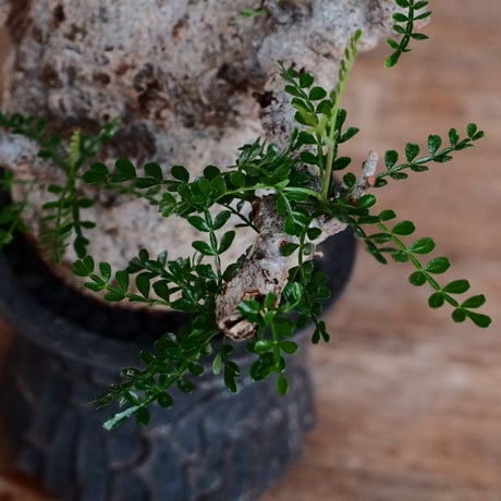 オペルクリカリア パキプス［No.45］  ×   沼野秀章 作「 black wrap 」3.5号 植木鉢 笠間焼