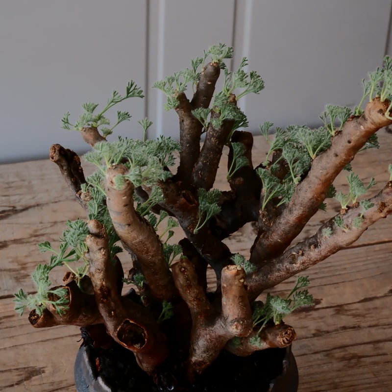 大株 / w23cm】サルコカウロン ムルチフィズム［No.04］ × 根本