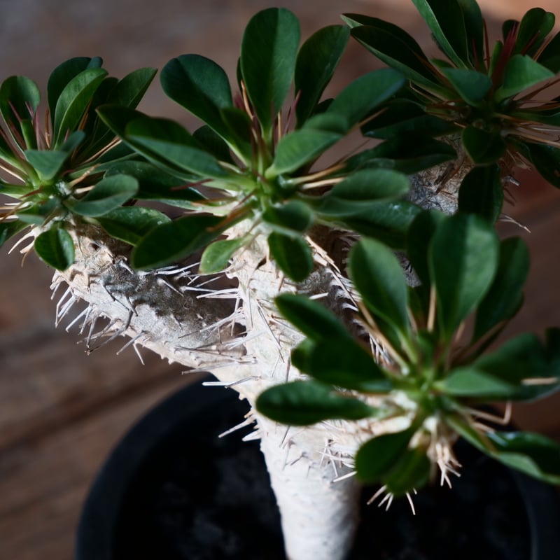 ユーフォルビア ギラウミニアナ 輸入株［No.43］ 3.5号鉢