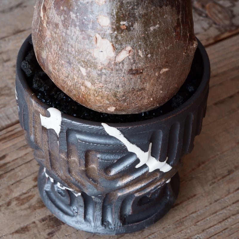 グラキリス φ9.5cm - 象牙宮-［No.32］× 根本峻吾 作 S.N POT type