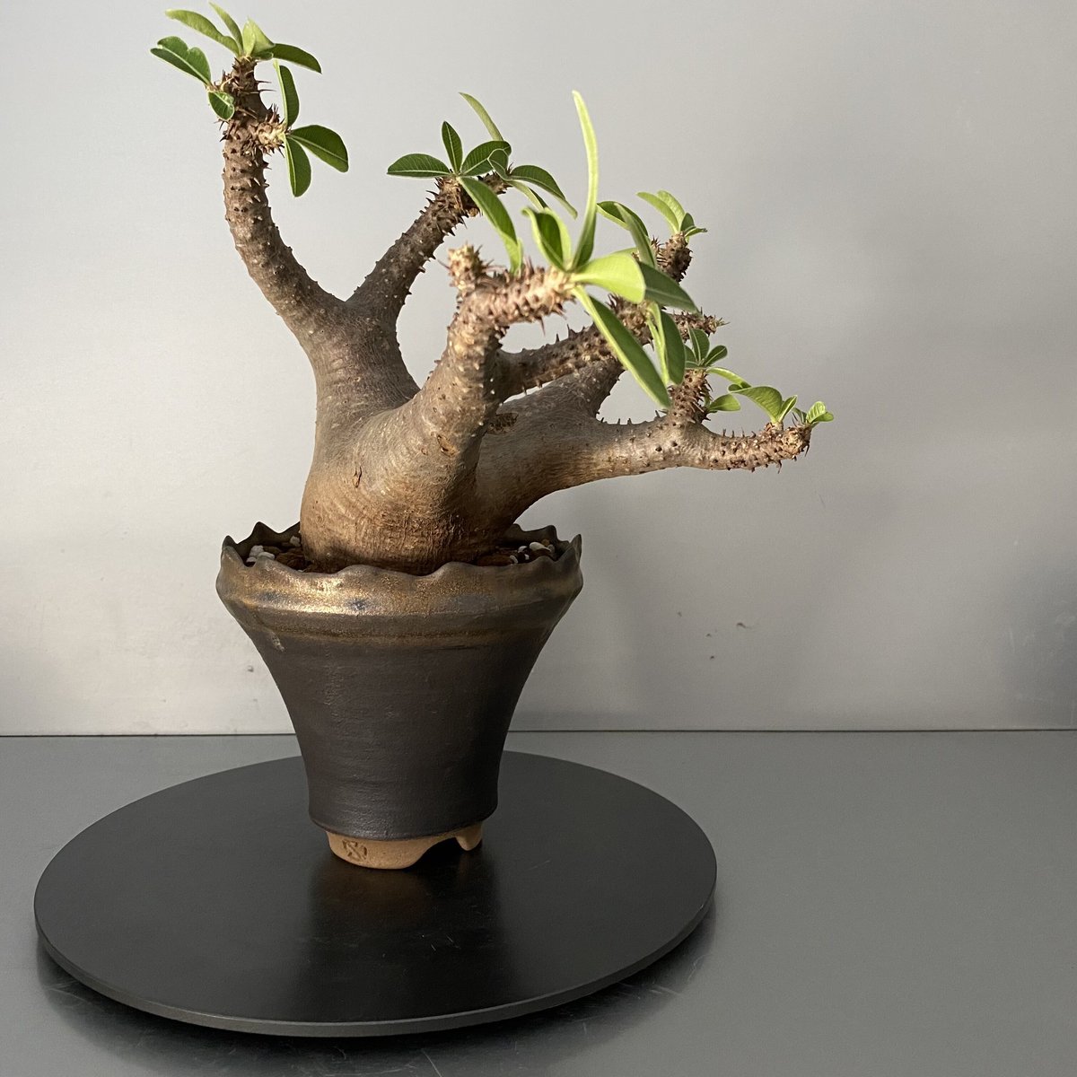 発根済 マカイエンセ 魔界玉 現地株 BG-121 × S.N.Pot - crown