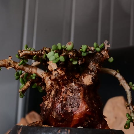 ケラリア ピグマエア［No.75］  × 磯部祐介 作品【 円 - 闇堕ち - 】2.5号 植木鉢 笠間焼