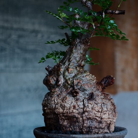 オペルクリカリア パキプス φ8.5cm［No.33］  ×   沼野秀章 作「 black wrap 」3号 植木鉢 笠間焼