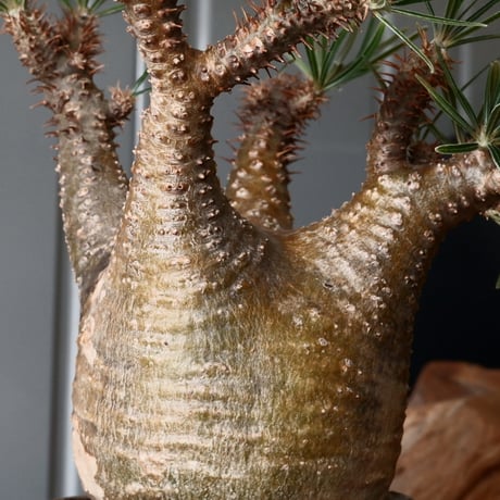 グラキリス φ7.5cm - 象牙宮 -［No.54］  × 磯部祐介 作「 彩 - sai - 」3号 植木鉢 笠間焼