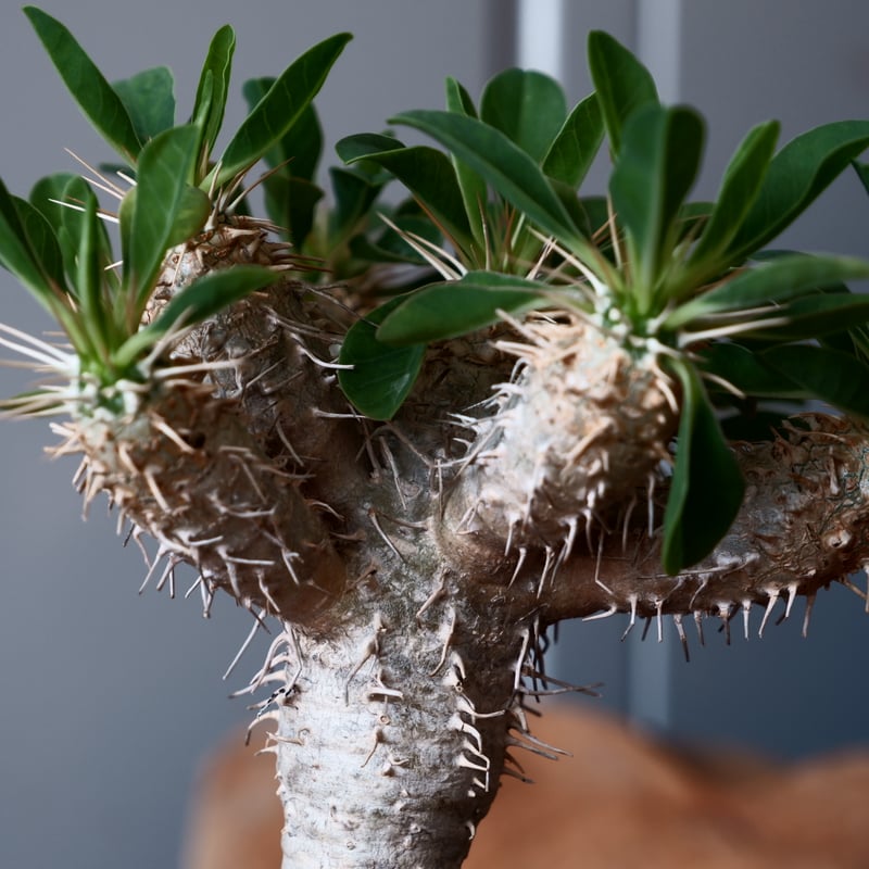 ユーフォルビア ギラウミニアナ 輸入株［No.44］ 3.5号鉢 | Botanical