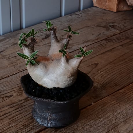 マカイエンセ φ10cm - 魔界玉 - ［No.09］  ×   沼野秀章 作「 black wrap 」4号 植木鉢 笠間焼