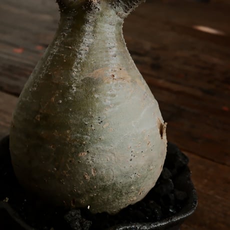 グラキリス - 象牙宮 -［No.50］  ×   沼野秀章 作「 black wrap 」3号 植木鉢 笠間焼