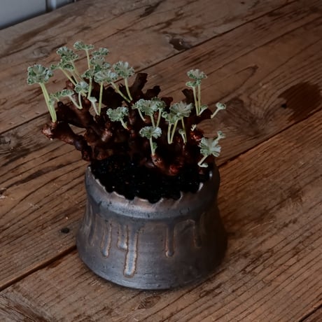 ペラルゴニウム ミラビレ［No.85］  ×   根本峻吾 作 S.N POT type.cylinder「 黑焰  -kokuen- 」 4号 植木鉢
