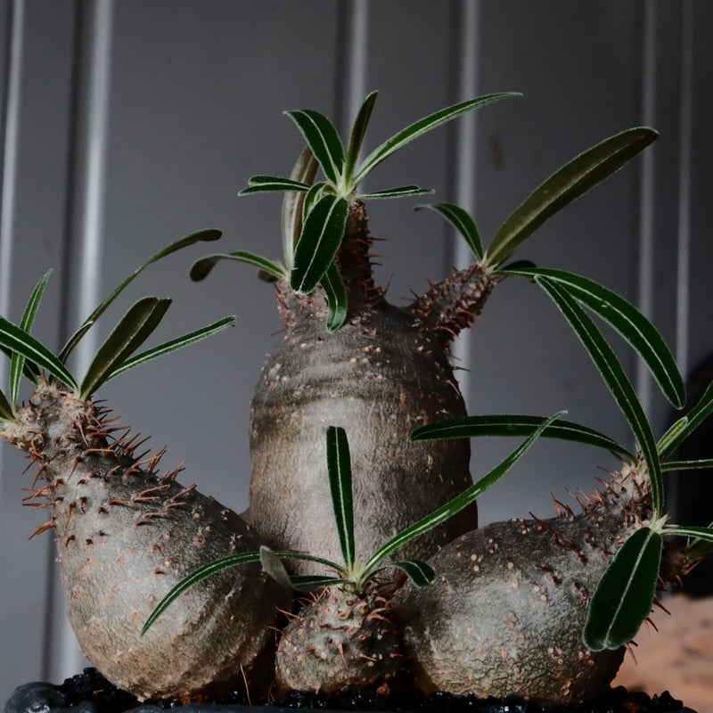 五頭 φ11.5cm 】グラキリス - 象牙宮 - ［No.91］ × 松野然 【 Z