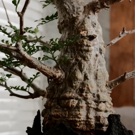 オペルクリカリア パキプス φ6.5cm［No.4］  ×   小野瀬一 作品  3号 植木鉢