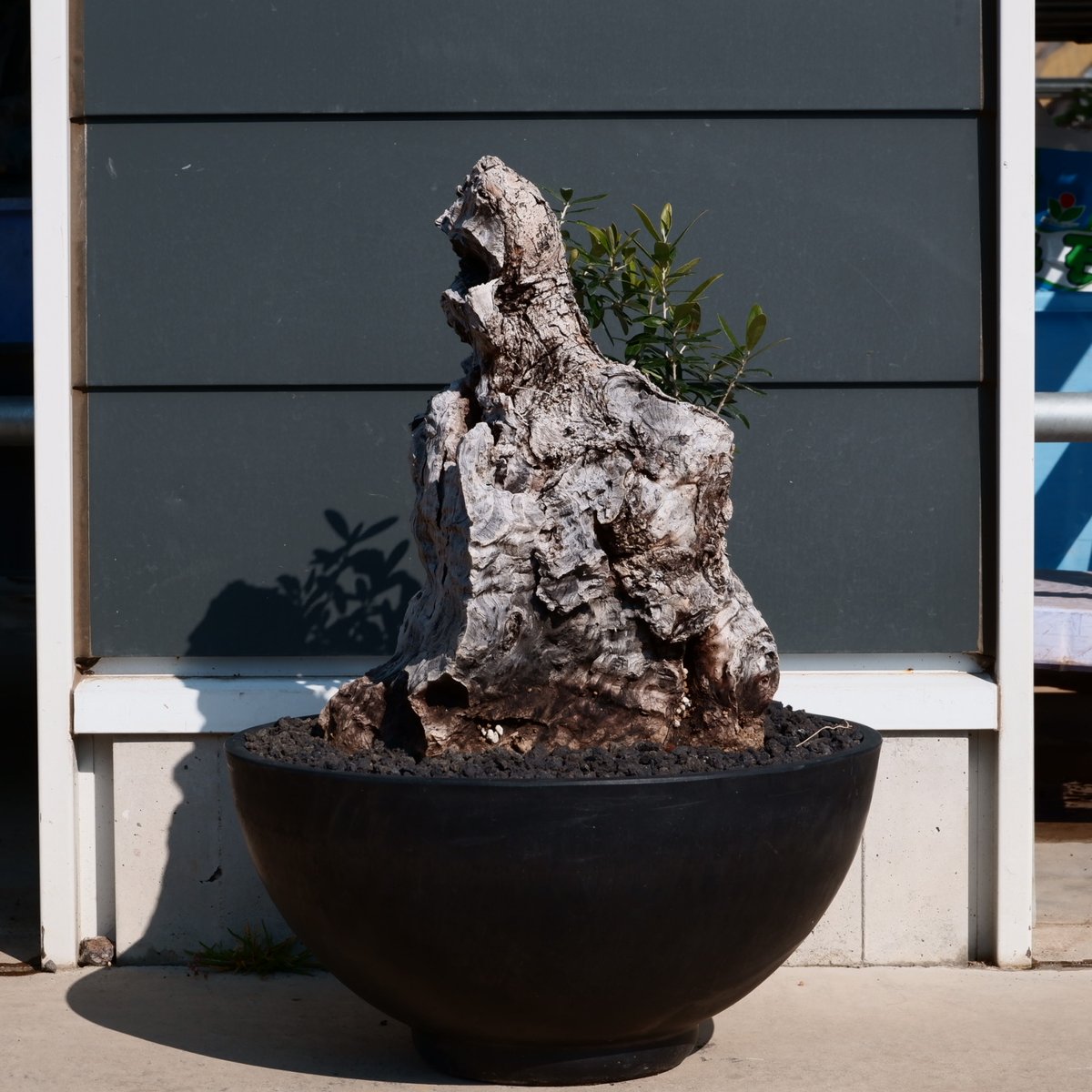 オリーブの木 ブラックイタリアン 12号 約120cm NO.1829 古木