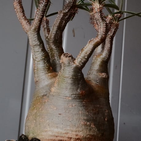 グラキリス φ9cm - 象牙宮 -［No.72］  ×   沼野秀章 作「 黒ニ白 」3号 植木鉢 笠間焼