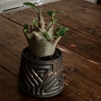 《珍獣》アデニウム アラビカム " スーパードワーフ " φ6cm［No.5］  ×  根本峻吾 作 S.N POT type.normal「 鐡 - kurogane - 」 3号  笠間焼