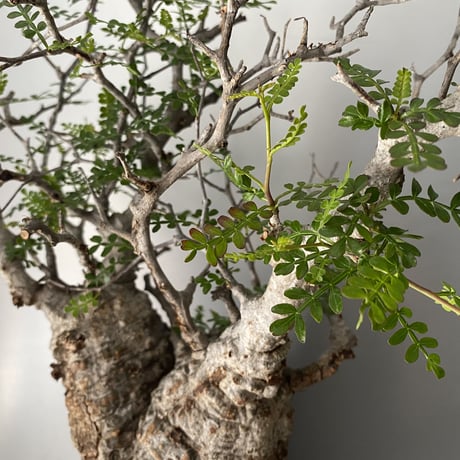 発根済 オペルクリカリア パキプス P-07  × 小野瀬 一 作品「the first plants wear」 植木鉢 6号