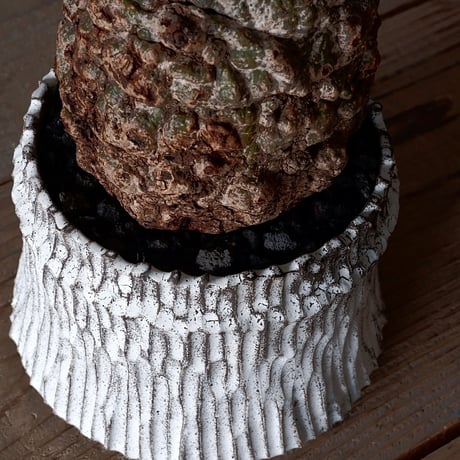オペルクリカリア パキプス φ 11cm［No.05］  × 根本峻吾 作 S.N POT type.cylinder「 月光ノ爪牙」4.5号 植木鉢 笠間焼