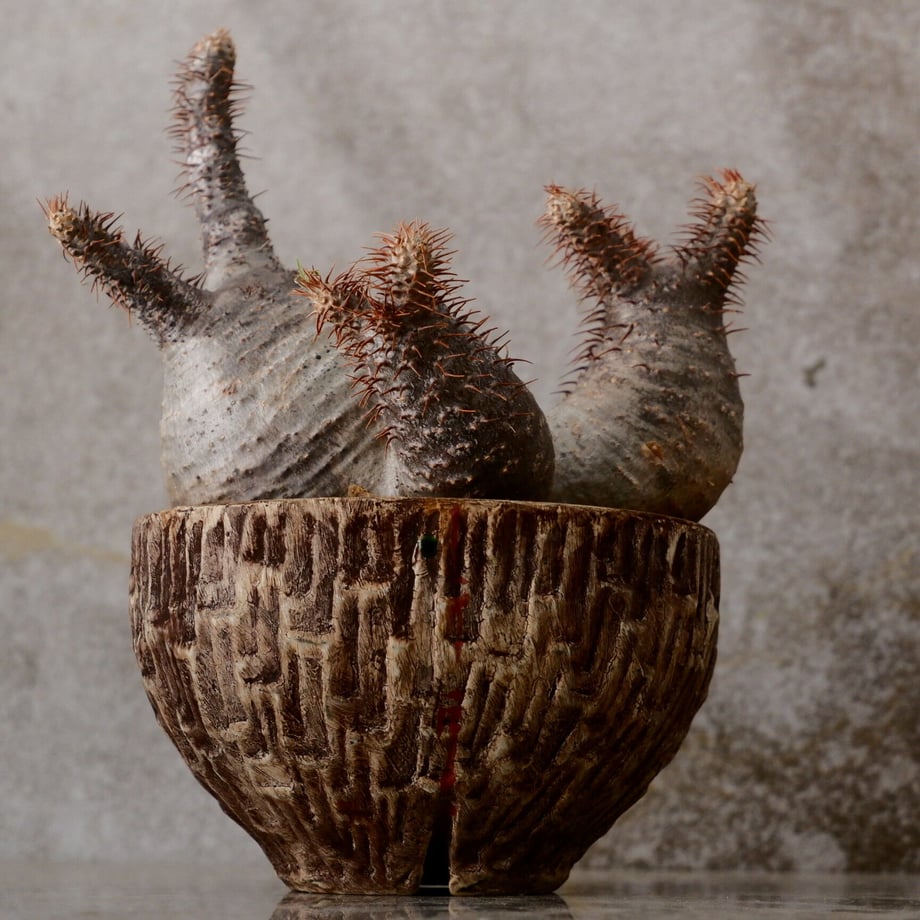 6305aa3b7acd1666b107a49d