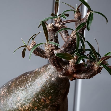 グラキリス φ12cm - 象牙宮-［No.16］× 根本峻吾 作 S.N POT type.low「 鐵 -堕天白- 」4.5号鉢 笠間焼