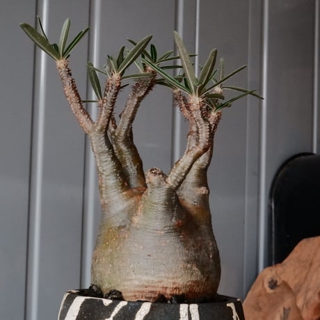 グラキリス φ9cm - 象牙宮 -［No.72］  ×   沼野秀章 作「 黒ニ白 」3号 植木鉢 笠間焼