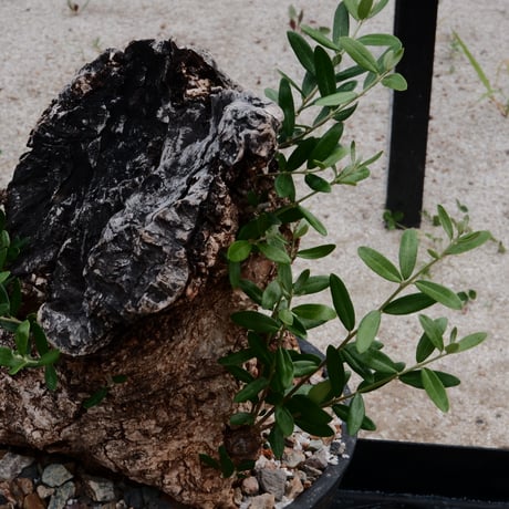 Old Olive 古木オリーブ［No.07］ × 8号鉢(φ25cm)