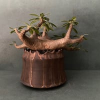 発根済 マカイエンセ BM-19 × S.N.Pot "土管" - crown - 5号鉢 ［作家  "根本峻吾" ］